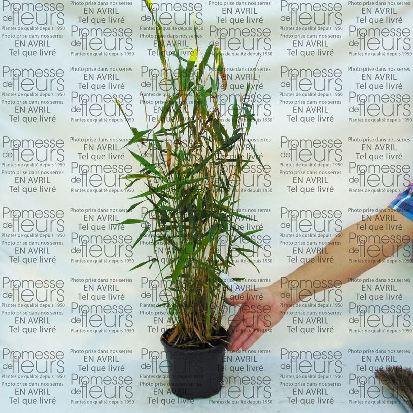 Ejemplo de ejemplar de Fargesia papyrifera Blue Dragon - Bambú no invasivo Maceta 2L/3L tal y como se entrega