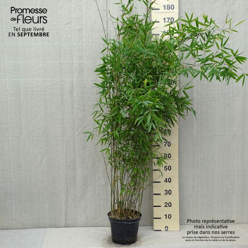 Ejemplar de Fargesia Winter Joy - Bambú no invasivo Maceta 7,5L/10L entregado en otoño