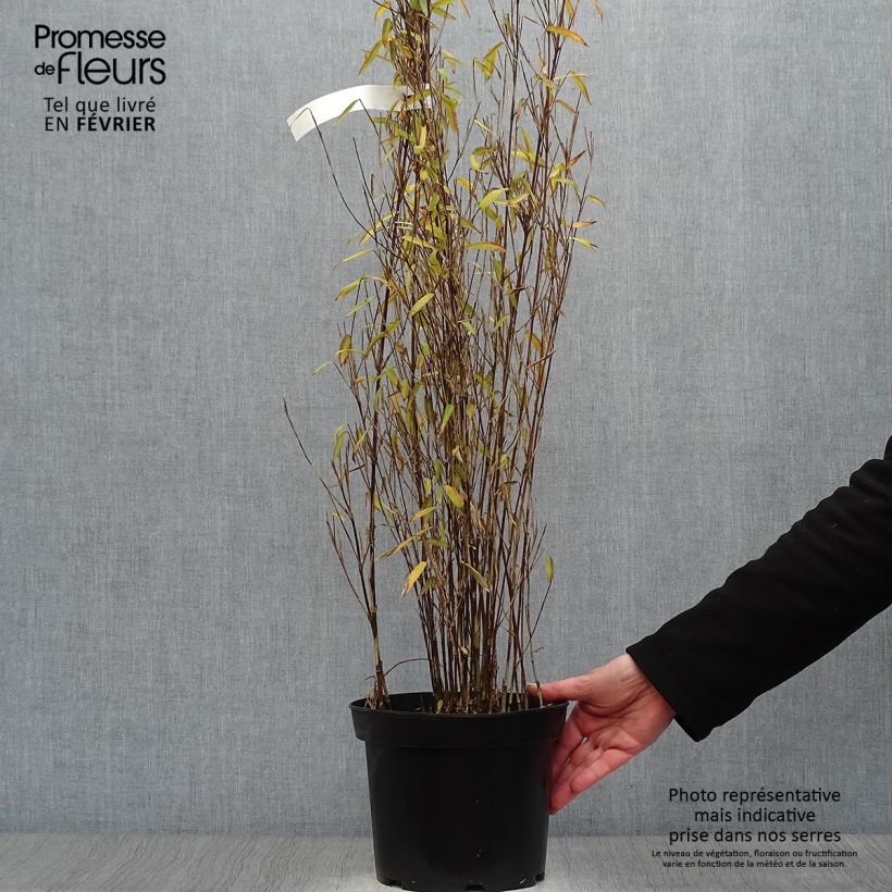 Fargesia demissa Gerry - Bambú no invasivo Maceta 4L/5L Ejemplar entregado en invierno