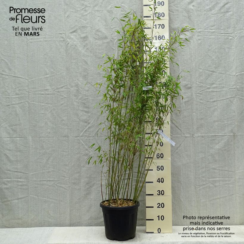 Fargesia denudata Lancaster 1 - Bambú no invasivo Maceta 12L/15L Ejemplar entregado en la primavera