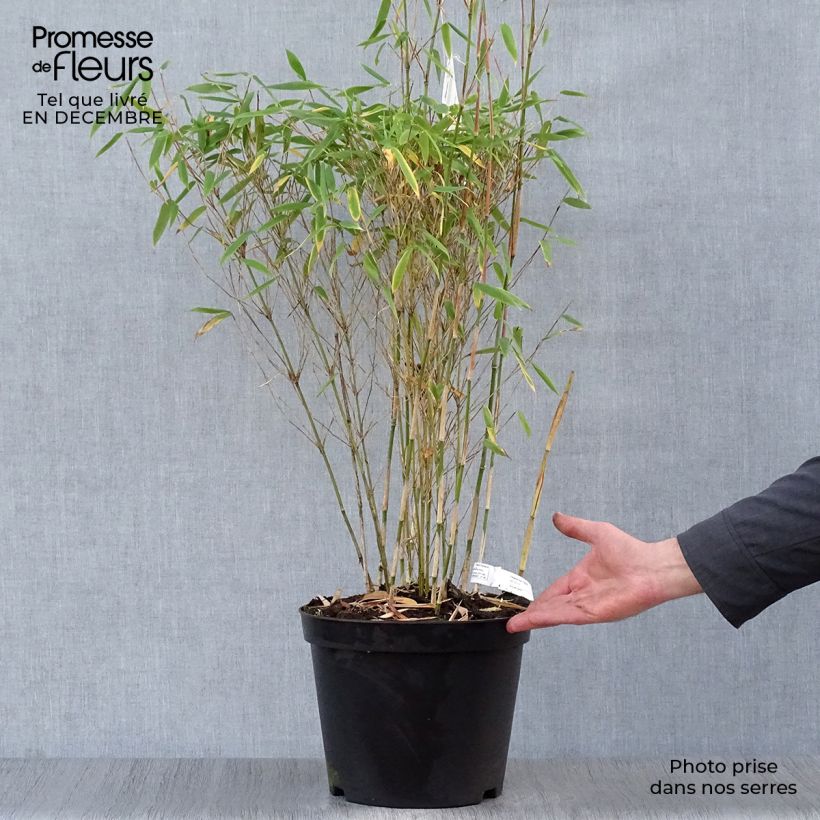 Fargesia murielae Dino - Bambú no invasivo Maceta 7,5L/10L Ejemplar entregado en invierno