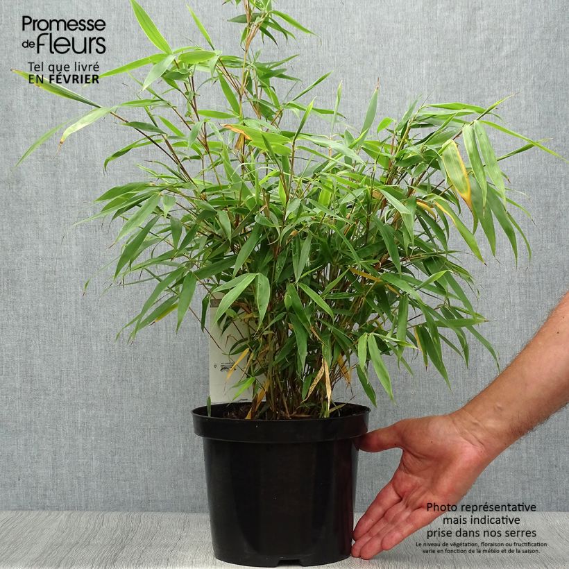 Ejemplar de Fargesia robusta Tauro - Bambú no invasivo Maceta 4L/5L entregado en otoño