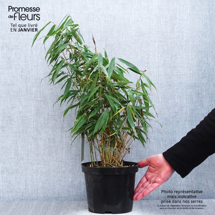 Fargesia robusta Tauro - Bambú no invasivo Maceta 4L/5L Ejemplar entregado en invierno
