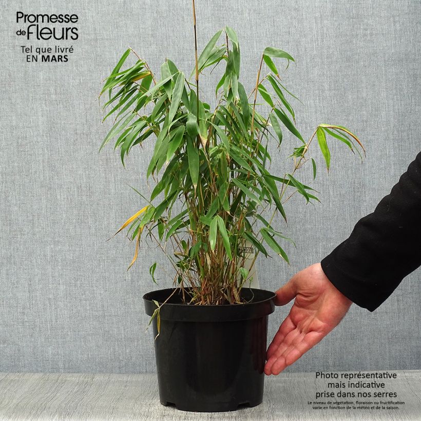Fargesia robusta Tauro - Bambú no invasivo Maceta 4L/5L Ejemplar entregado en la primavera