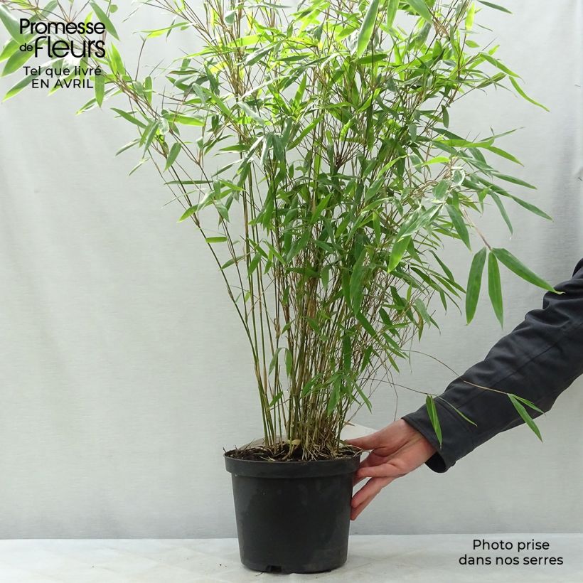 Fargesia nitida Black Pearl - Bambú no invasivo Maceta 4L/5L Ejemplar entregado en la primavera