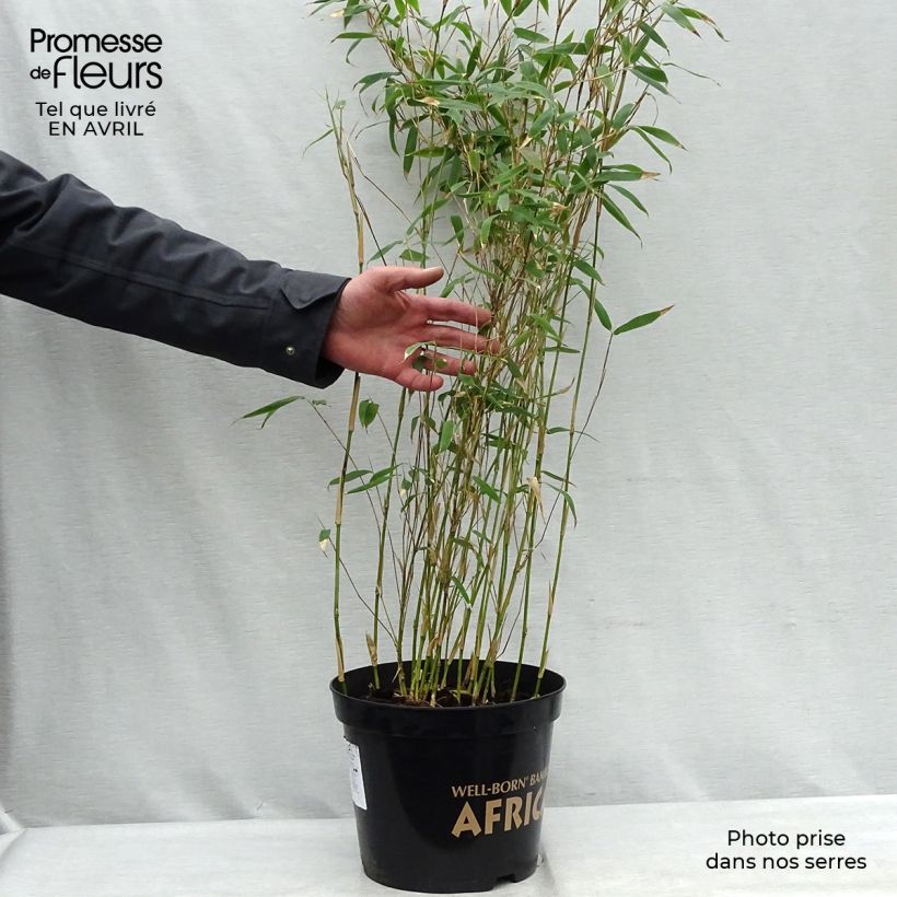 Fargesia nitida Great Wall - Bambú no invasivo Maceta 7,5L/10L Ejemplar entregado en la primavera