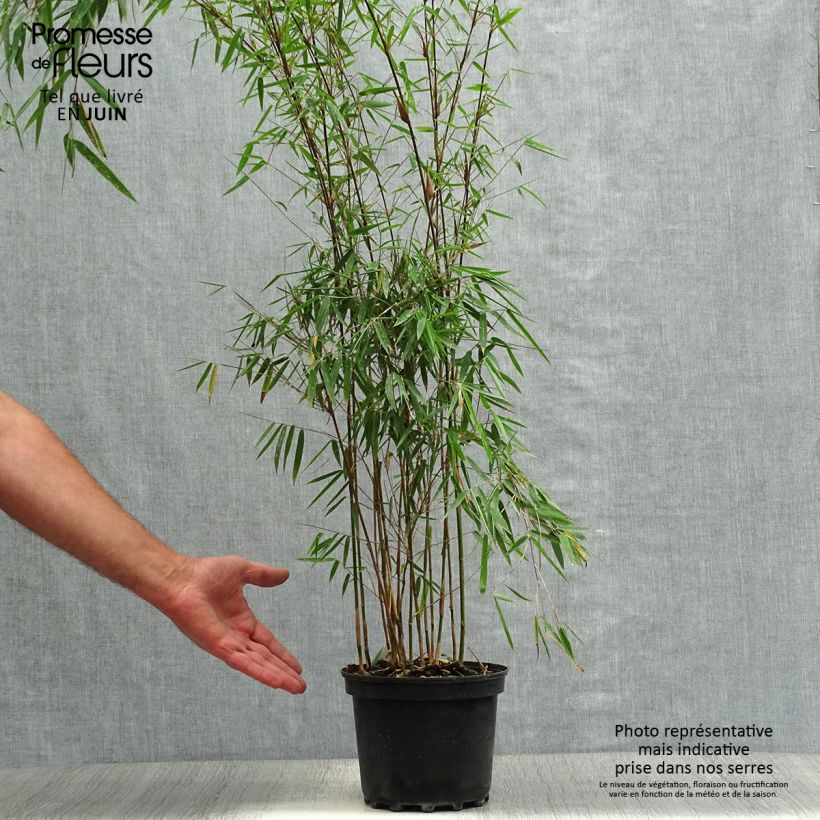 Ejemplar de Fargesia nitida Jiu - Bambou non traçant Pot de 2L/3L entregado en verano