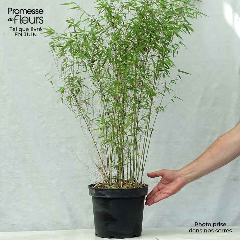 Ejemplar de Fargesia nitida Jiu - Bambou non traçant Pot de 7,5L/10L entregado en verano