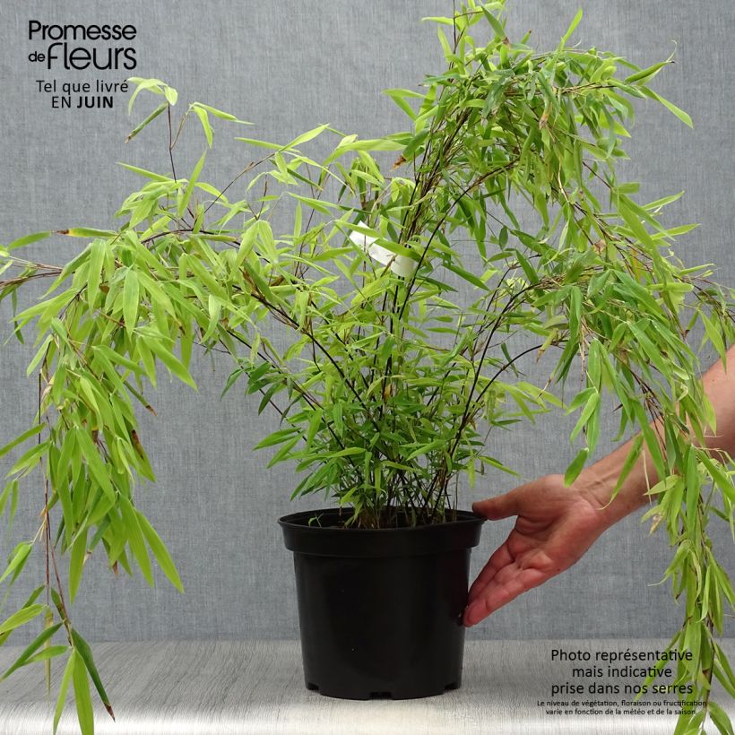 Ejemplar de Fargesia nitida Volcano - Bambú no invasivo Maceta 4L/5L entregado en verano