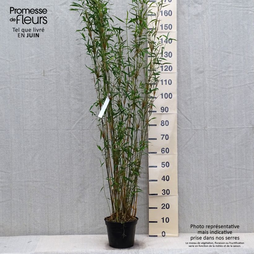 Ejemplar de Fargesia papyrifera Blue Dragon - Bambú no invasivo Maceta 4L/5L entregado en verano
