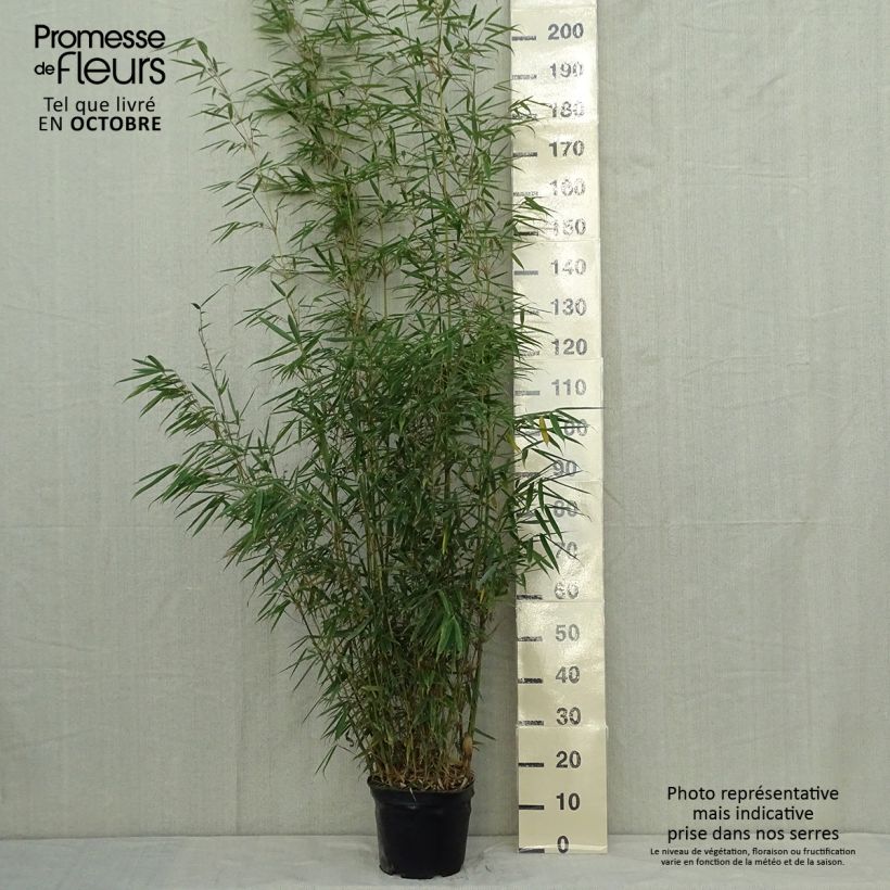 Ejemplar de Fargesia robusta - Bambú no invasivo Maceta 4L/5L entregado en otoño
