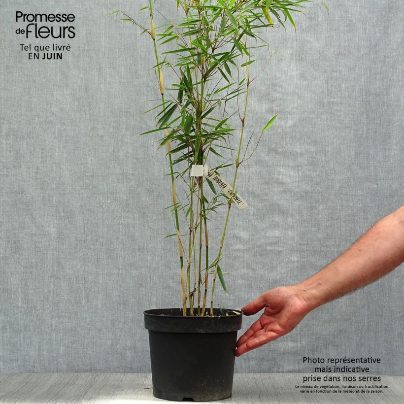 Ejemplar de Fargesia robusta Campbell - Bambú no invasivo Maceta 3L/4L entregado en verano