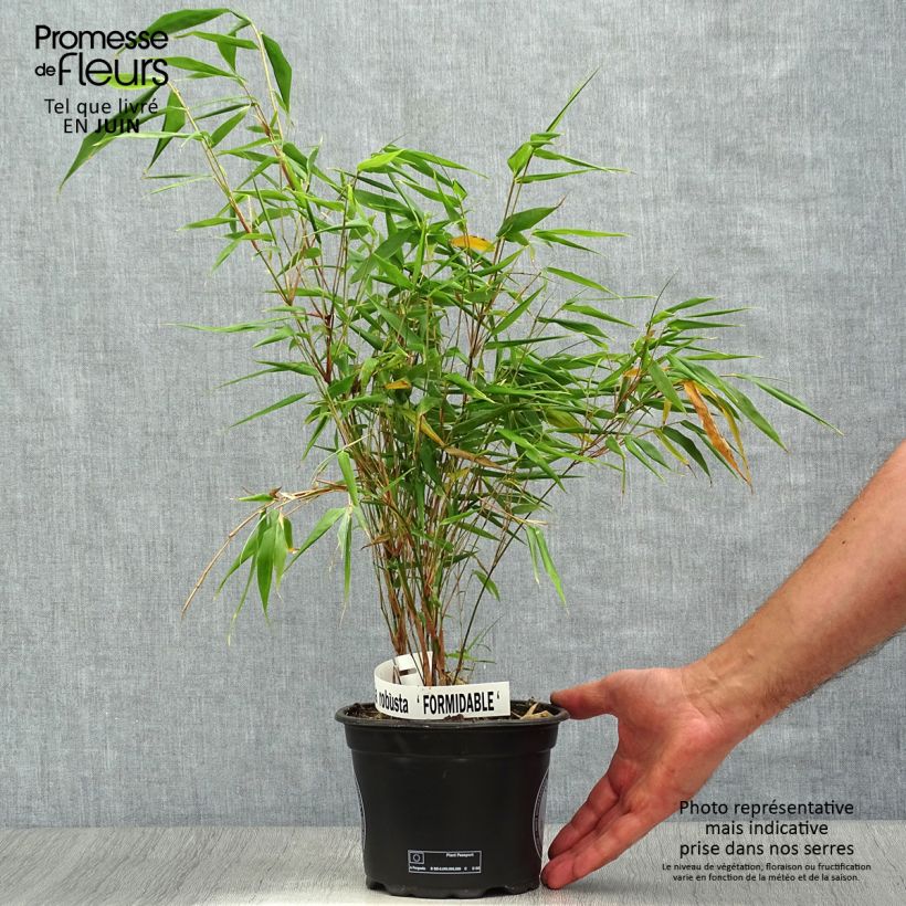 Ejemplar de Fargesia robusta Formidable - Bambú no invasivo Maceta 1,5L/2L entregado en verano
