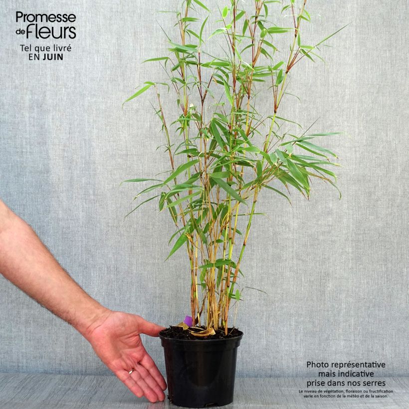 Ejemplar de Fargesia robusta Pingwu - Bambú no invasivo Maceta 2L/3L entregado en verano