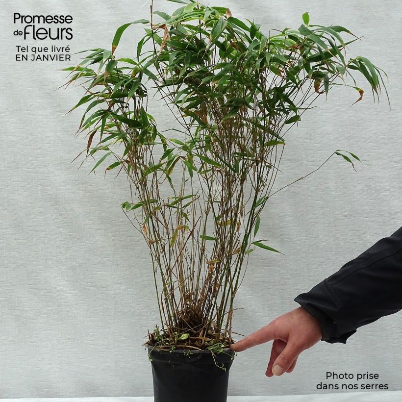 Fargesia robusta Wenchuan - Bambú no invasivo Maceta 2L/3L Ejemplar entregado en invierno