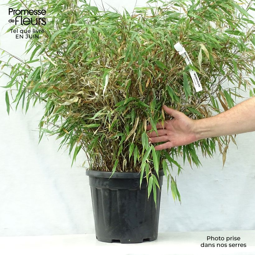 Ejemplar de Fargesia robusta Wenchuan - Bambú no invasivo Maceta 12L/15L entregado en verano