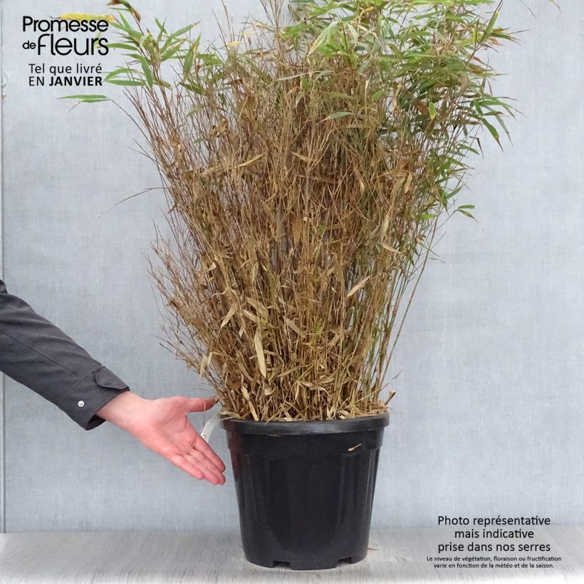 Fargesia robusta Wenchuan - Bambú no invasivo Maceta 12L/15L Ejemplar entregado en invierno