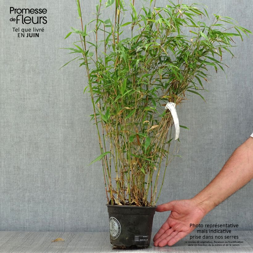 Ejemplar de Fargesia robusta Wenchuan - Bambú no invasivo Maceta 2L/3L entregado en verano