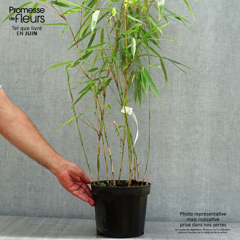 Ejemplar de Fargesia robusta Wolong - Bambú no invasivo Maceta 4L/5L entregado en verano