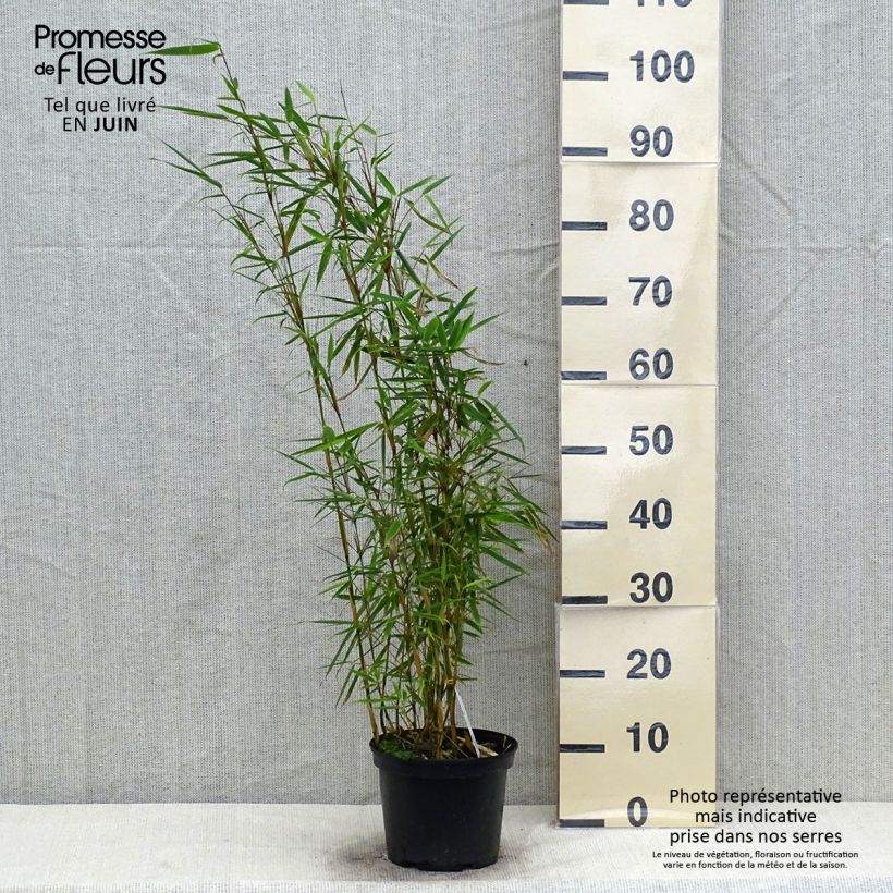 Ejemplar de Fargesia robusta - Bambú no invasivo Maceta 4L/5L entregado en verano