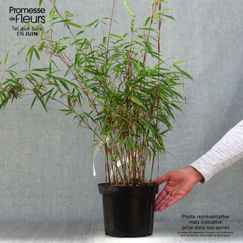 Ejemplar de Fargesia scabrida Asian wonder - Bambú no invasivo Maceta 4L/5L entregado en verano