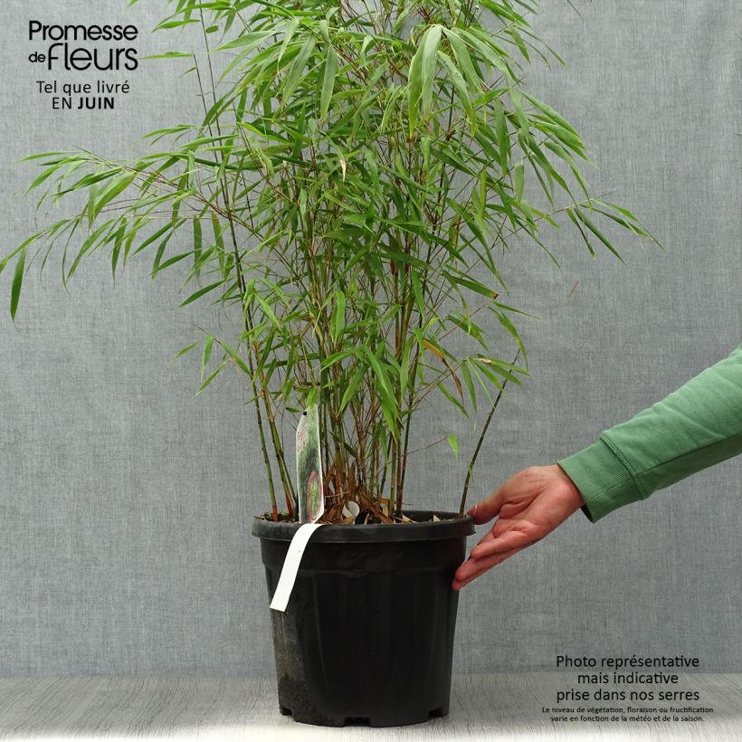Ejemplar de Fargesia scabrida Asian wonder - Bambú no invasivo Maceta 6L/7L entregado en verano