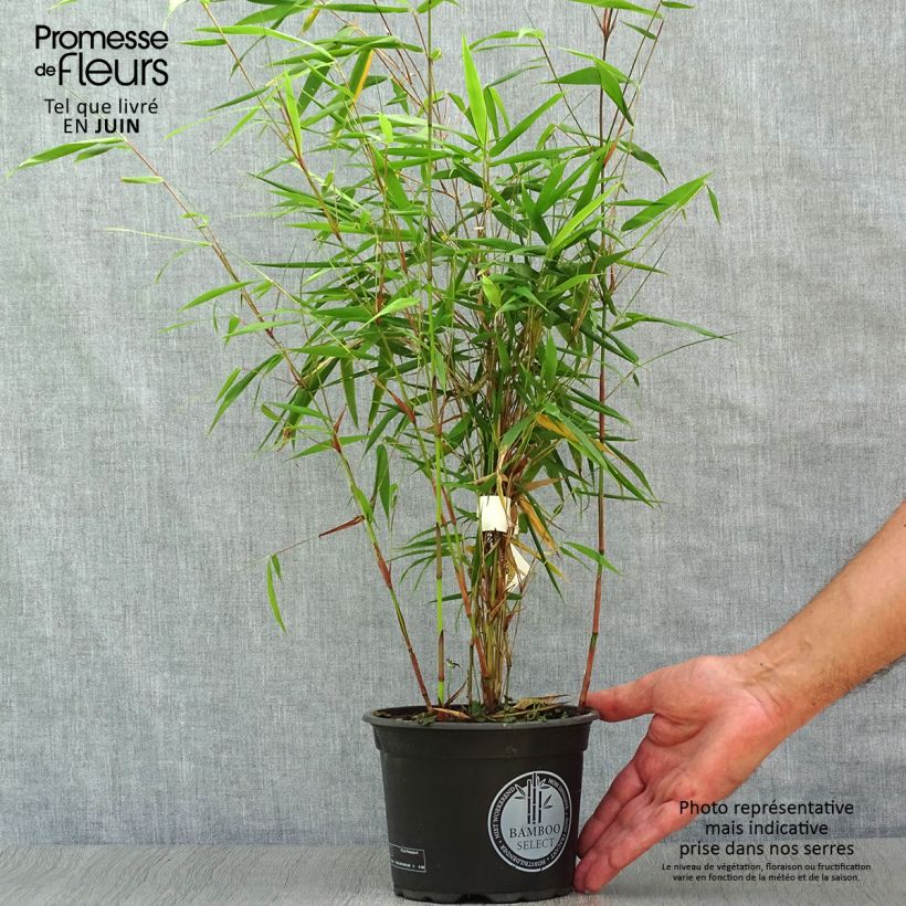 Ejemplar de Fargesia scabrida Asian wonder - Bambú no invasivo Maceta 2L/3L entregado en verano