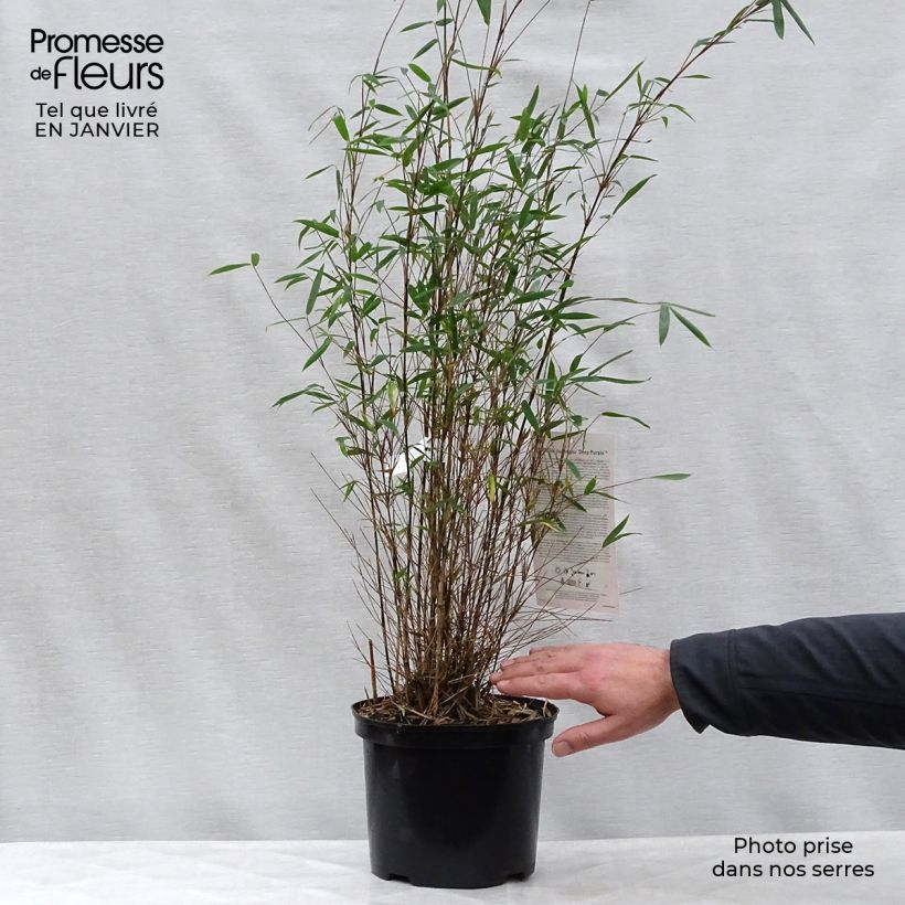 Fargesia sp Jiuzhaigou Deep Purple - Bambú no invasivo Maceta 4L/5L Ejemplar entregado en invierno