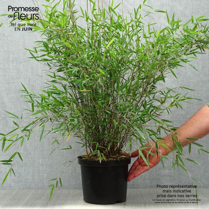 Ejemplar de Fargesia sp Jiuzhaigou Deep Purple - Bambú no invasivo Maceta 4L/5L entregado en verano