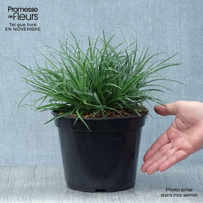 Ejemplar de Fascicularia bicolor - Chupalla Maceta 2L/3L entregado en otoño