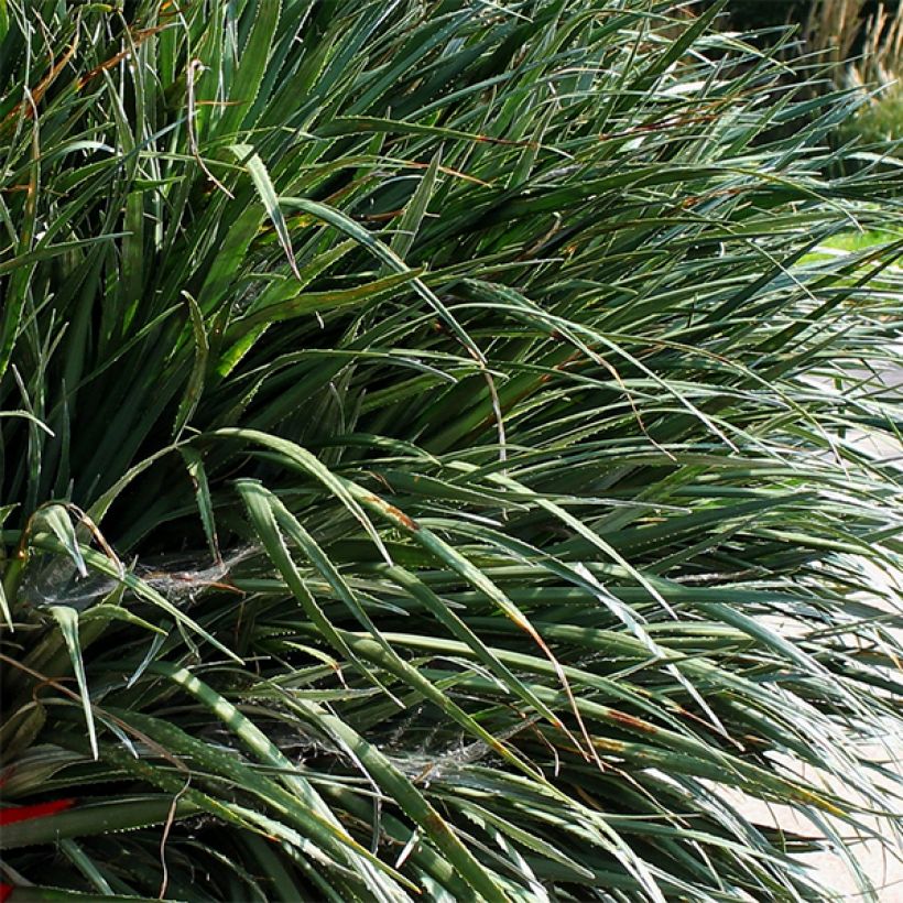 Fascicularia bicolor - Chupalla (Follaje)