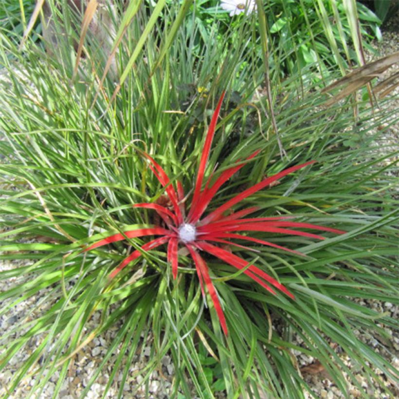 Fascicularia bicolor - Chupalla (Porte)