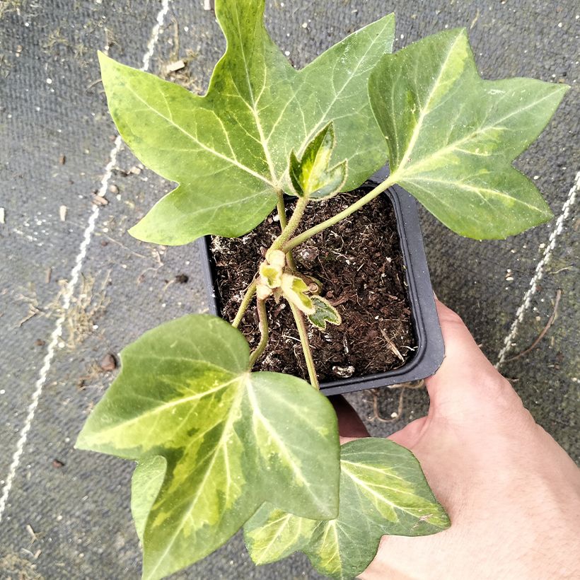 Fatshedera lizei Annemieke - Hiedra aralia (Follaje)