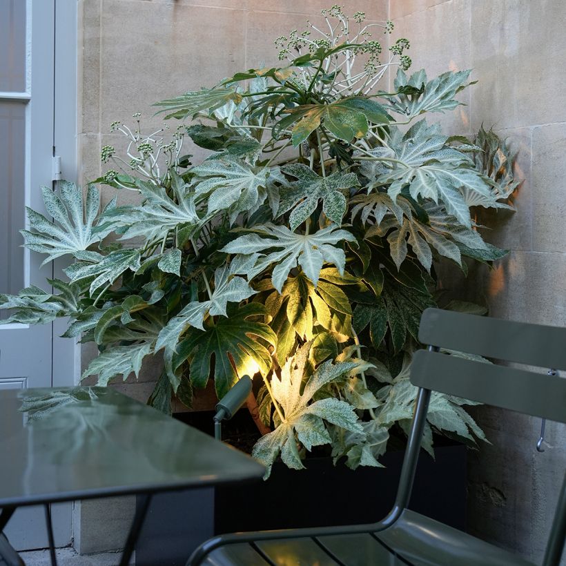 Fatsia japonica Spider's Web (Porte)