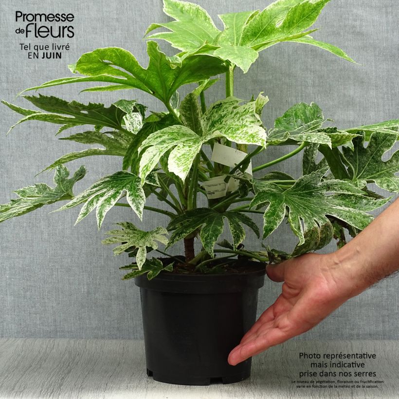 Ejemplar de Fatsia japonica Spider's Web Maceta 2L/3L entregado en verano