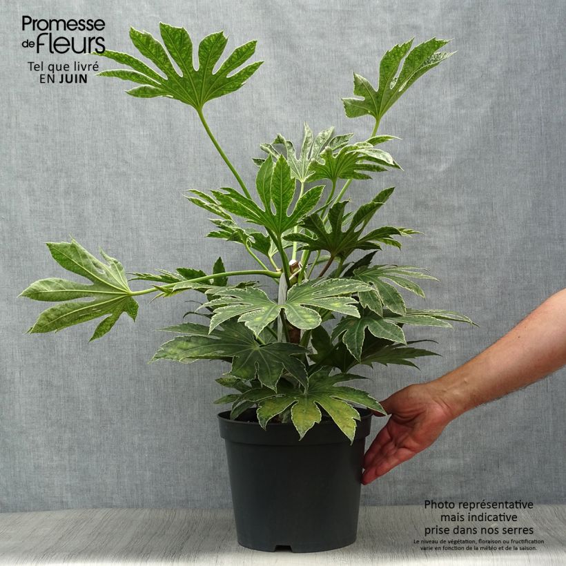 Ejemplar de Fatsia japonica Spider's Web Maceta 6L/7L entregado en verano
