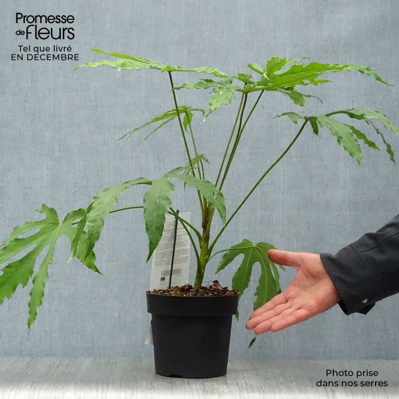 Fatsia polycarpa Green Fingers - Aralia de muchos frutos Maceta 2L/3L Ejemplar entregado en invierno