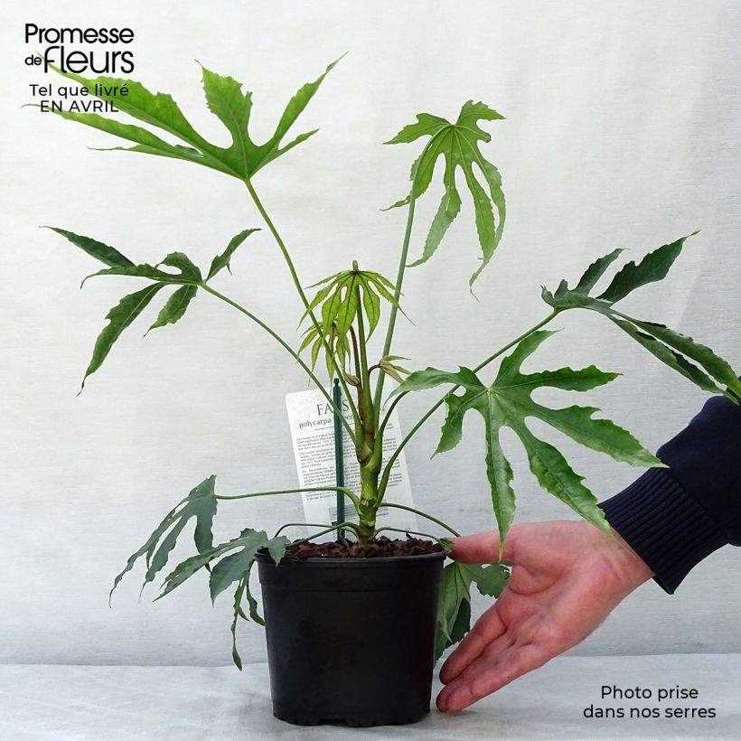 Fatsia polycarpa Green Fingers - Aralia de muchos frutos Maceta 2L/3L Ejemplar entregado en la primavera