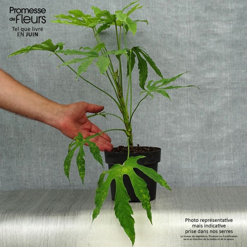 Ejemplar de Fatsia polycarpa Green Fingers - Aralia de muchos frutos Maceta 2L/3L entregado en verano