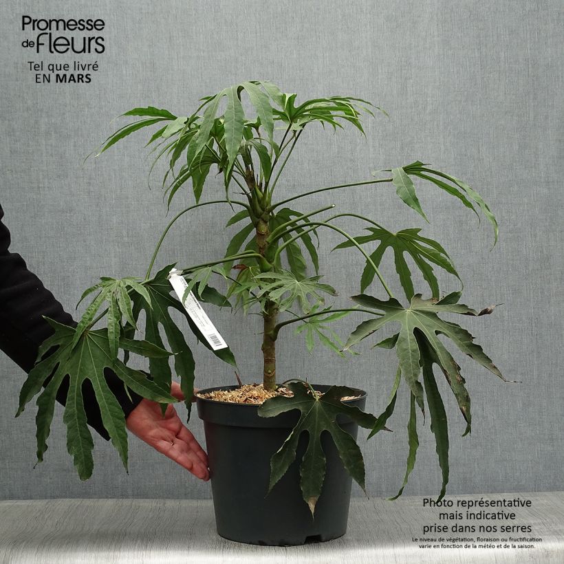 Fatsia polycarpa Green Fingers - Aralia de muchos frutos Maceta 6L/7L Ejemplar entregado en la primavera