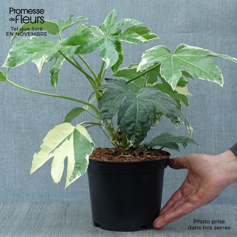 Ejemplar de Fatsia japonica Variegata Maceta 3L/4L entregado en otoño