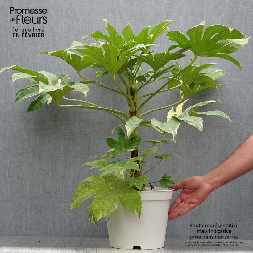 Ejemplar de Fatsia japonica Variegata Maceta 6L/7L entregado en otoño