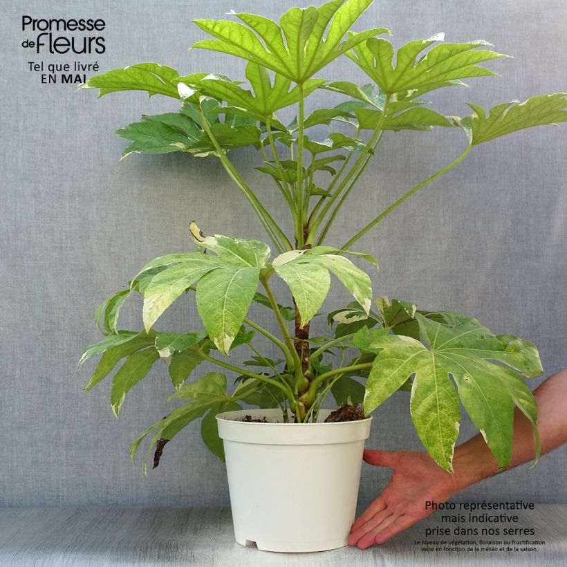 Fatsia japonica Variegata Maceta 6L/7L Ejemplar entregado en la primavera