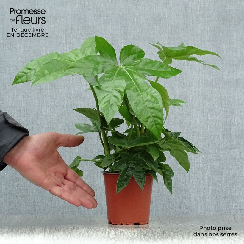 Fatsia japonica Maceta de 8/9 cm Ejemplar entregado en invierno