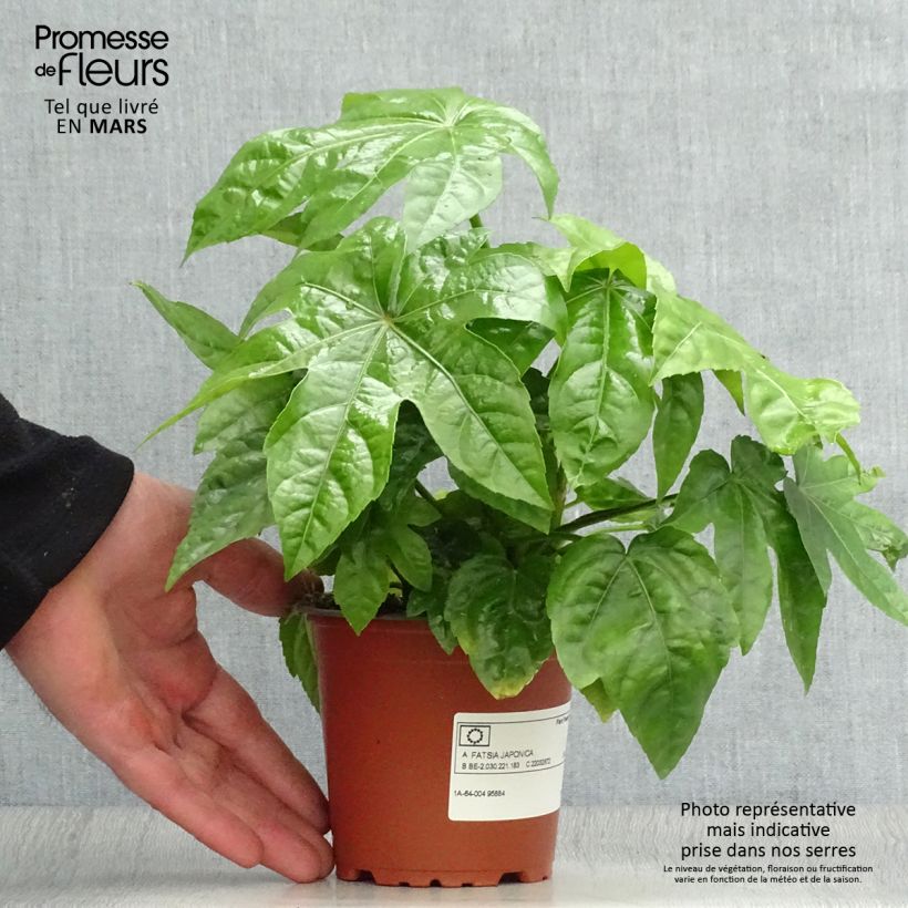 Fatsia japonica Maceta de 8/9 cm Ejemplar entregado en la primavera