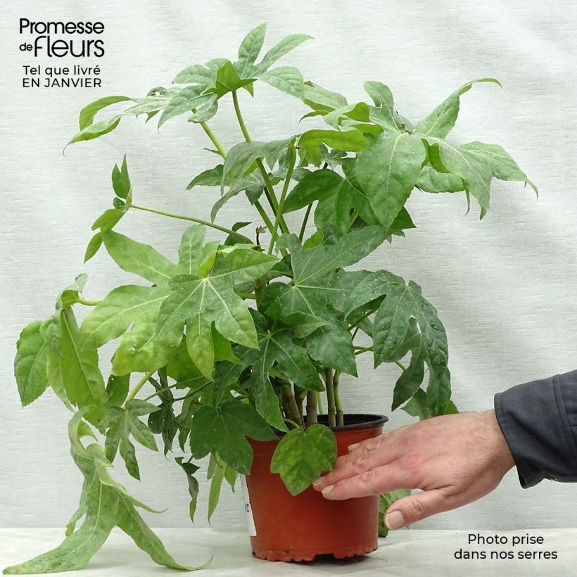 Fatsia japonica Maceta 2L/3L Ejemplar entregado en invierno