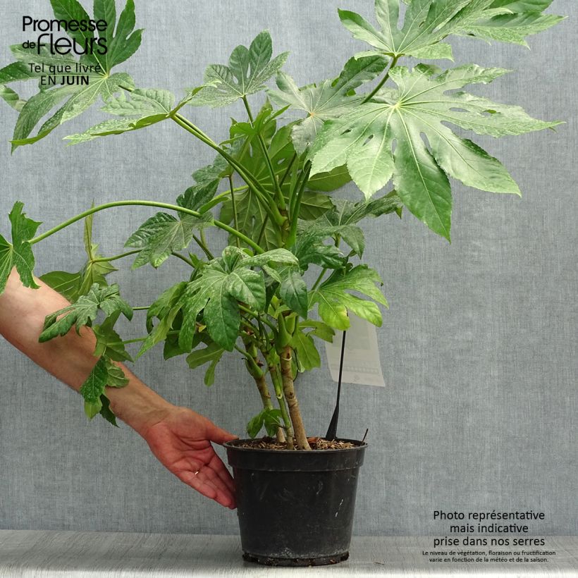 Ejemplar de Fatsia japonica Maceta 4L/5L entregado en verano
