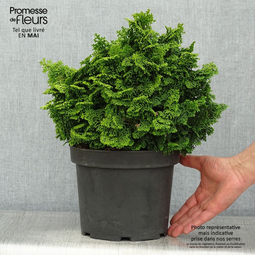 Chamaecyparis obtusa Kosteri - Ciprés hinoki Maceta 4L/5L Ejemplar entregado en la primavera
