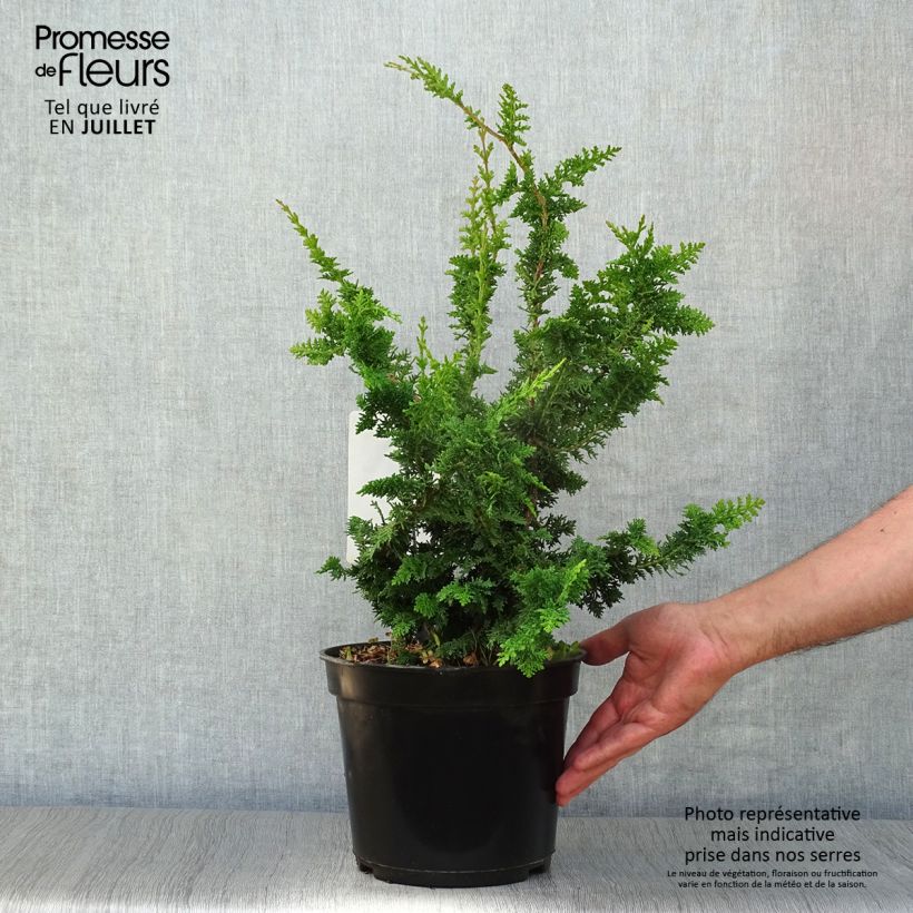 Ejemplar de Chamaecyparis obtusa Teddy Bear - Ciprés hinoki Maceta 4L/5L entregado en verano