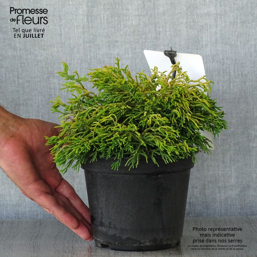 Ejemplar de Chamaecyparis obtusa Tsatsumi Gold - Ciprés hinoki Maceta 2L/3L entregado en verano